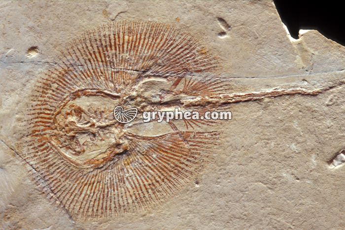 Raie fossile (Cyclobathys sp.) - gryphea.org